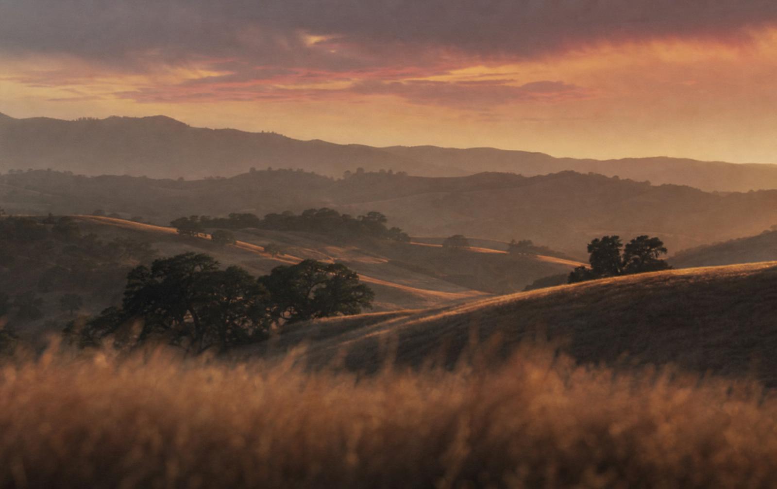 Golden California hills at sunset with oak trees and dry grasses in the foreground