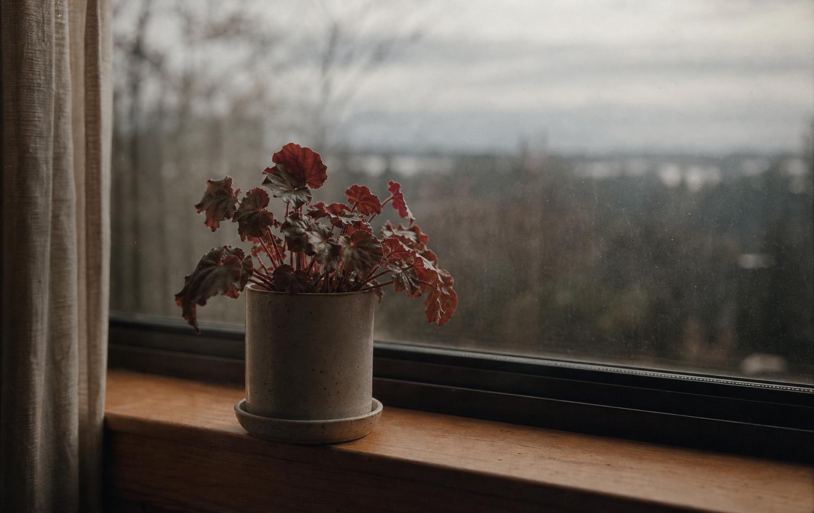 A single potted plant on a wooden sill against an overcast window