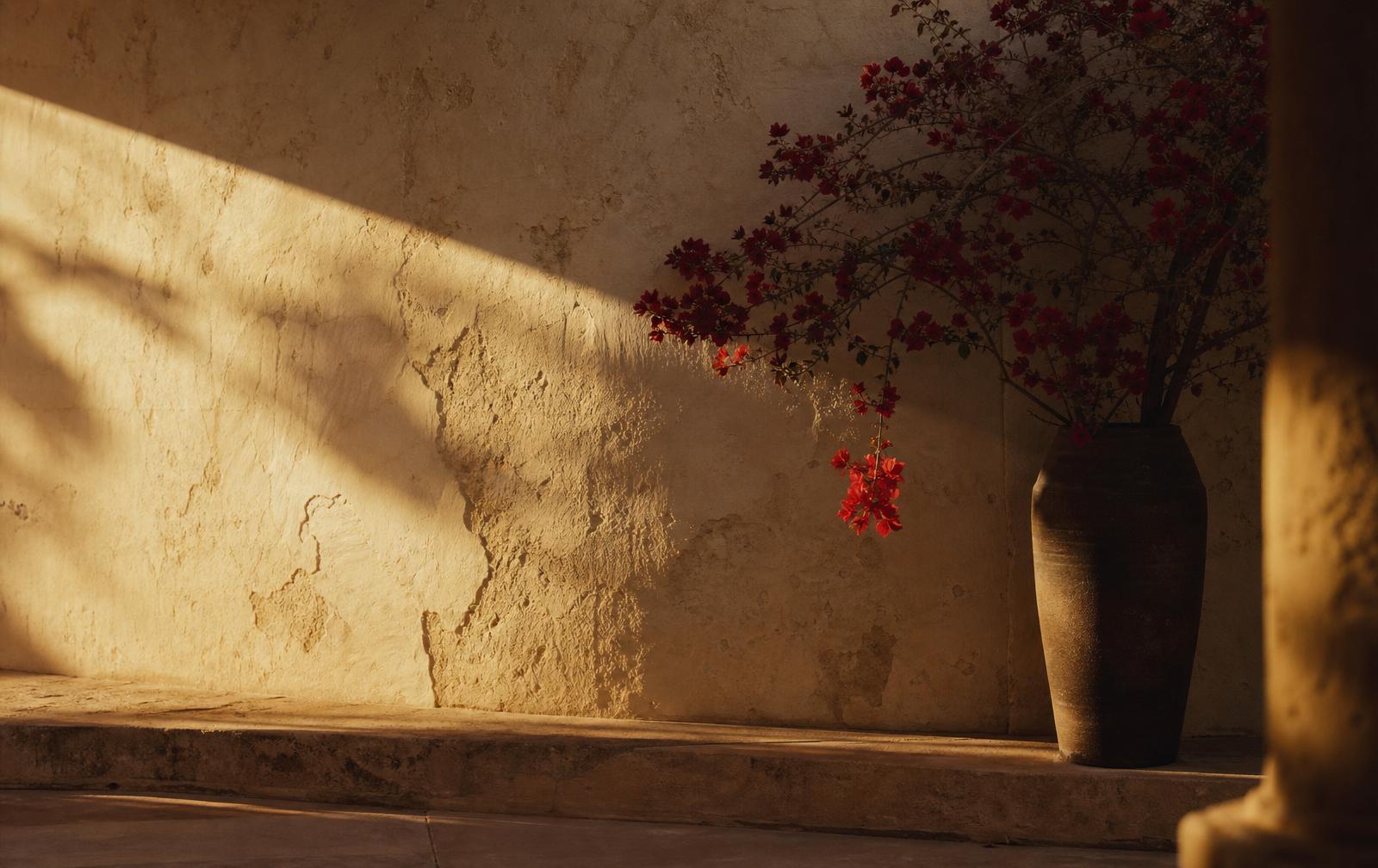 Golden hour light on textured plaster wall with bougainvillea
