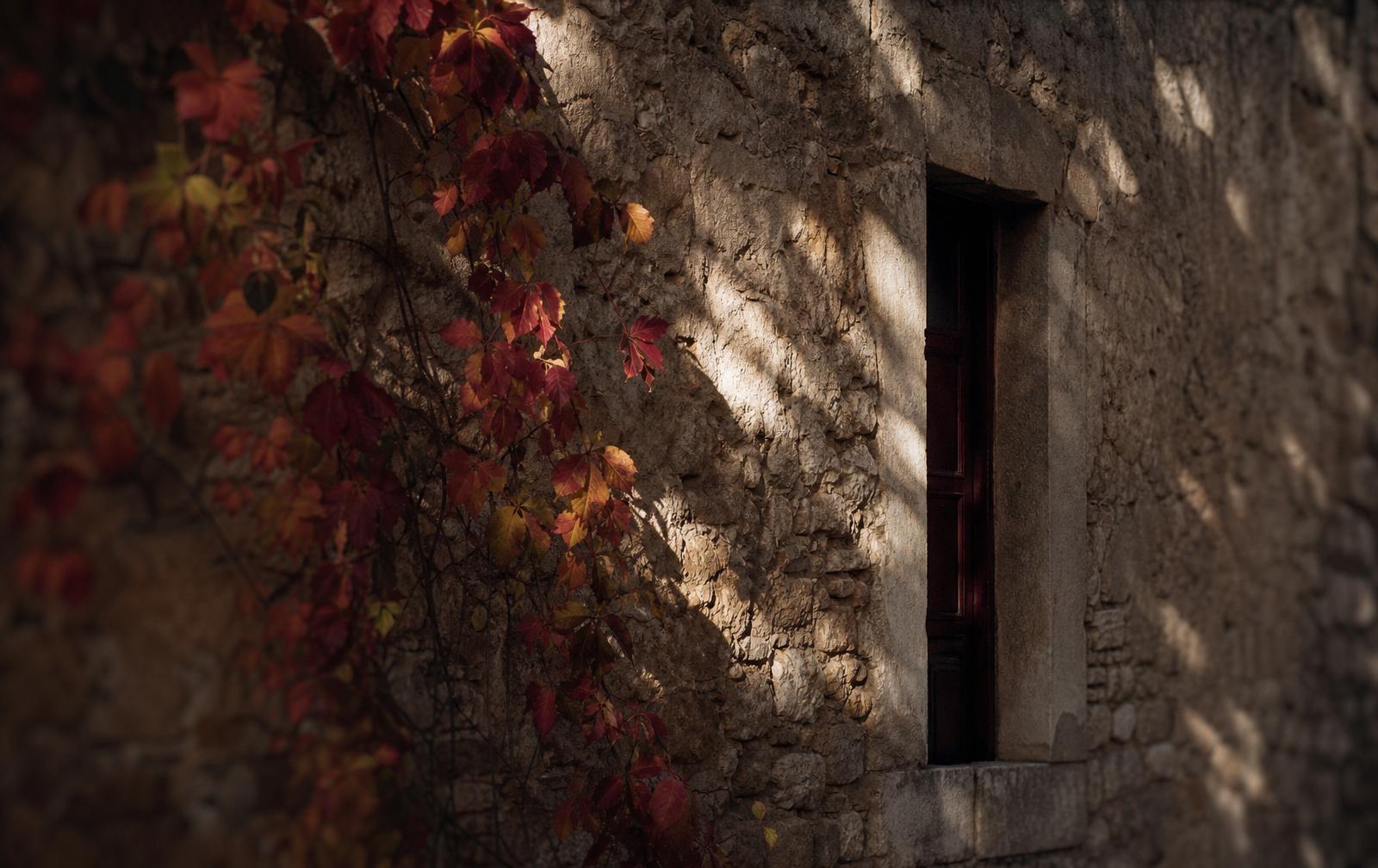 Autumn leaves against warm stone wall in dappled afternoon light
